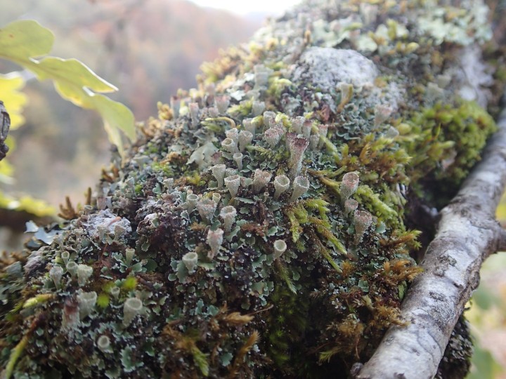 Cladonia pyxidata [24] [2021-11-04] (2).JPG
