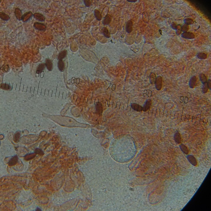 cheilocystide (petites gradations : 3.75µ)