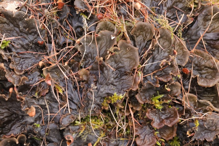 Villarlurin_2021-03-18_101_R.JPG