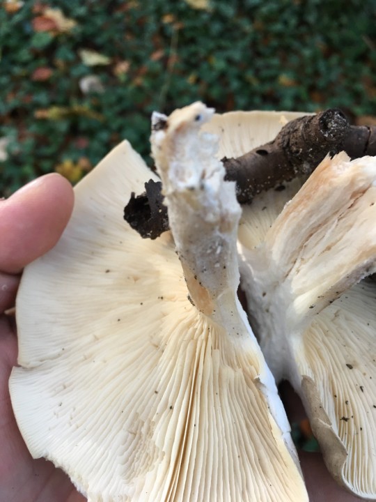 42030366-96C0-4AF4-B5C9-0376BCADC58E.jpeg
