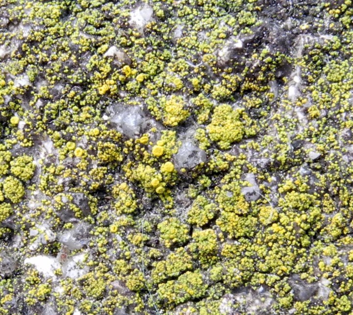 apothécies candelariella.jpg