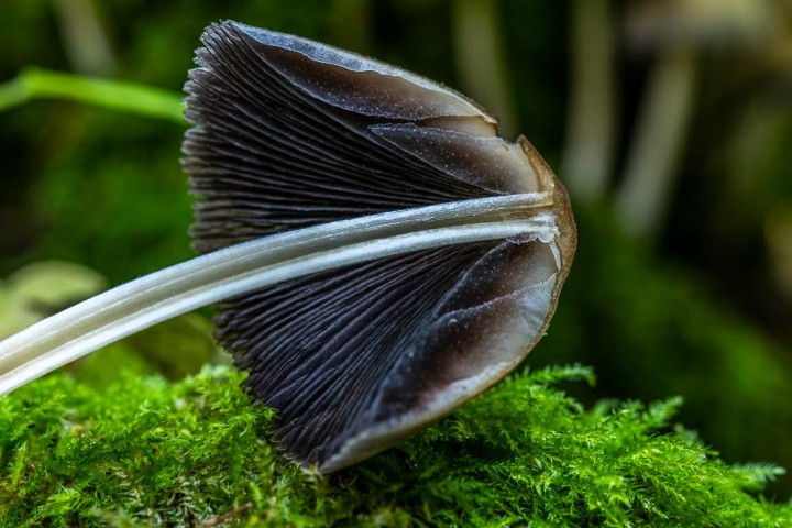 _DSC7586.jpg