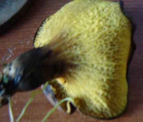 bizzard 005.jpg