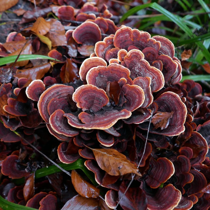 Cliquer sur l'image pour agrandir