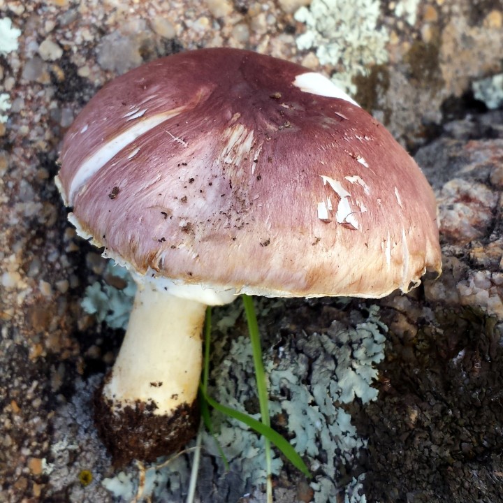 Cliquer sur l'image pour agrandir