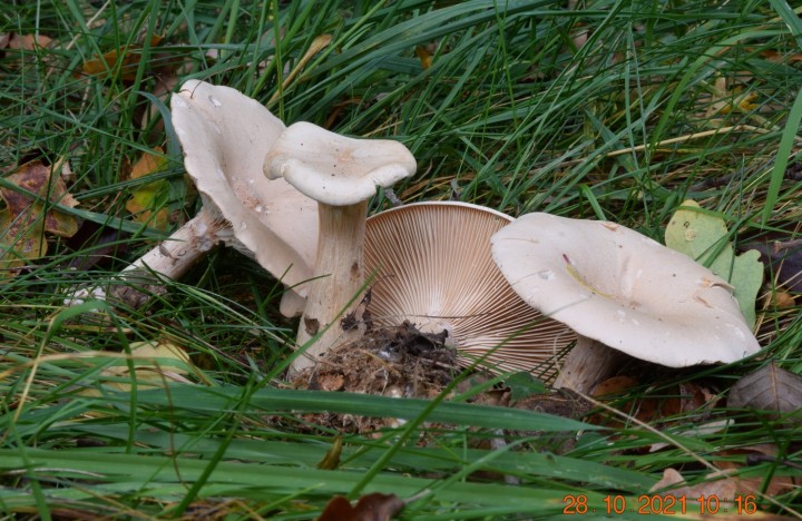 Infundibulicybe geotropa.JPG