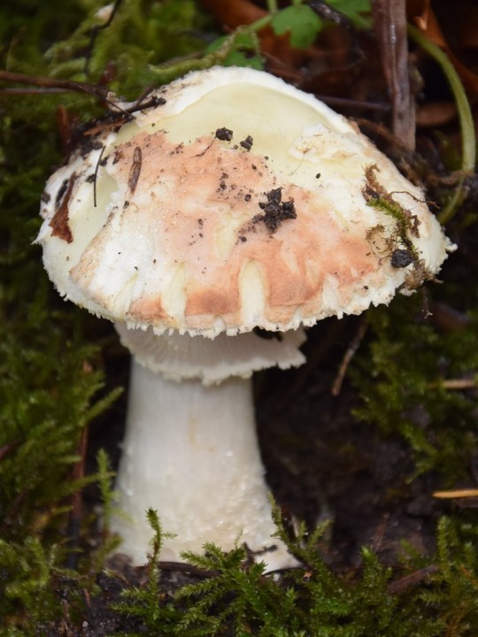 DSC_0064.jpg