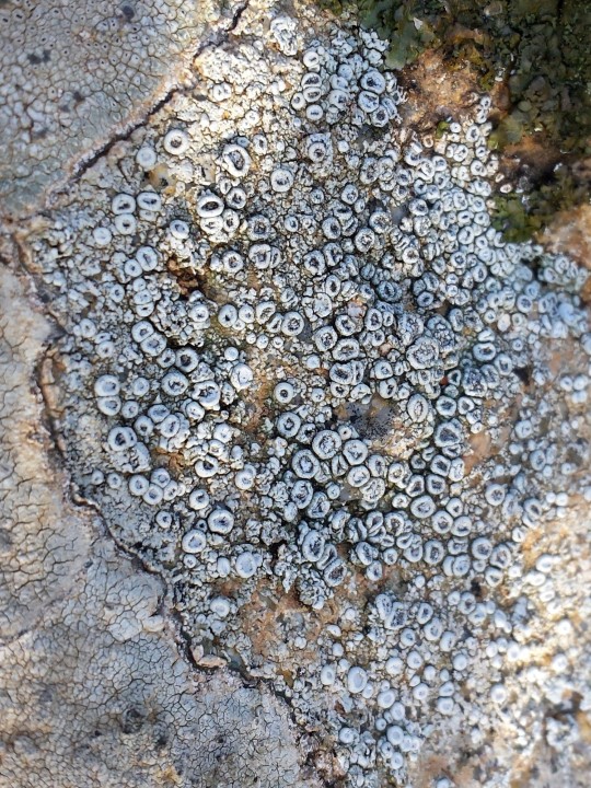 20211116_143631.jpg (877.53 Kio) Vu 1467 fois Cliquer sur l'image pour agrandir