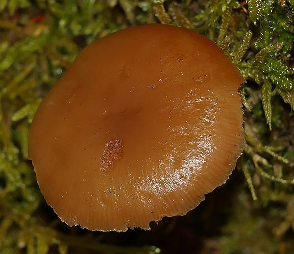 galerinaautmnalis.JPG