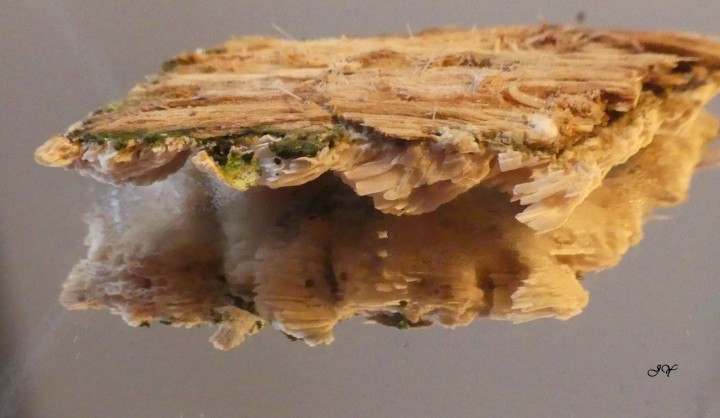 SPOREE DE Anthrodia xantha. LE 12.12.2021..jpg