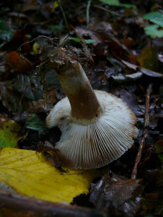 6 oct 036.JPG