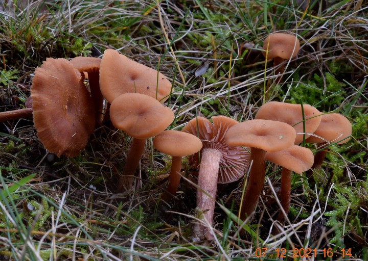 DSC_2425.JPG