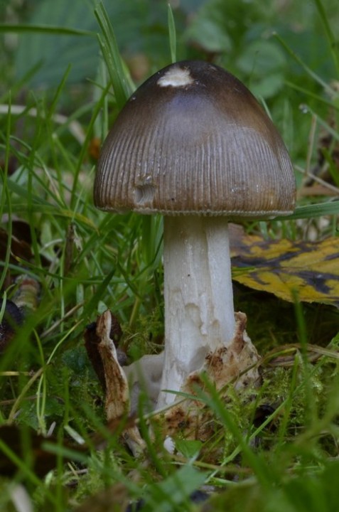 Amanita ind 01.jpg