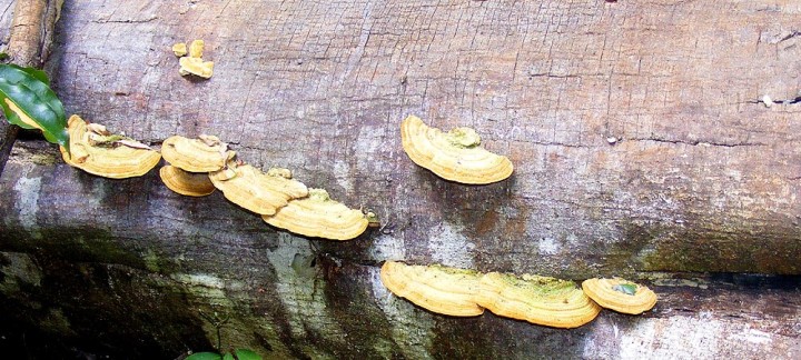 DSCF2145_stereum_versicolor_ravensbourne_feb14.jpg