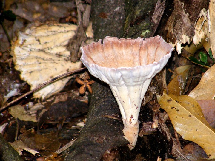 DSCF2159_cymatoderma_elegans_ravensbourne_feb14.jpg