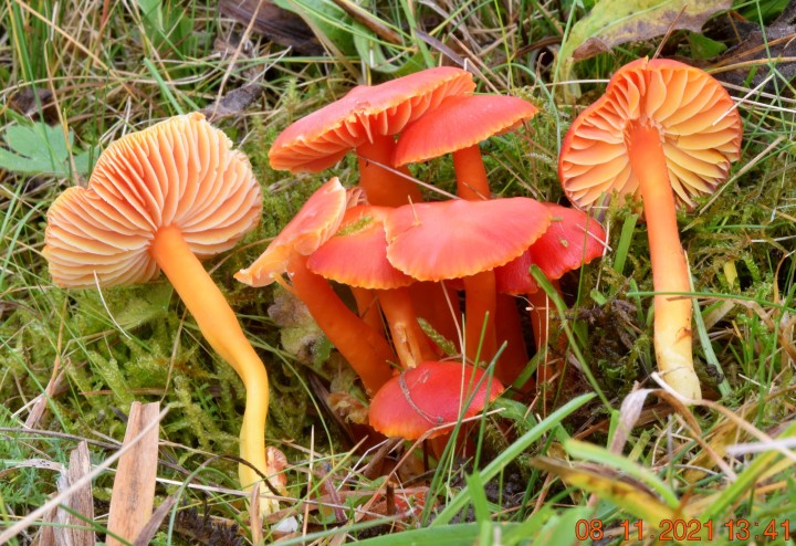 DSC_2392.JPG