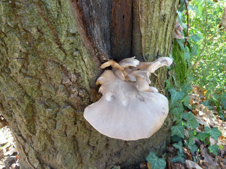 P1120220.JPG