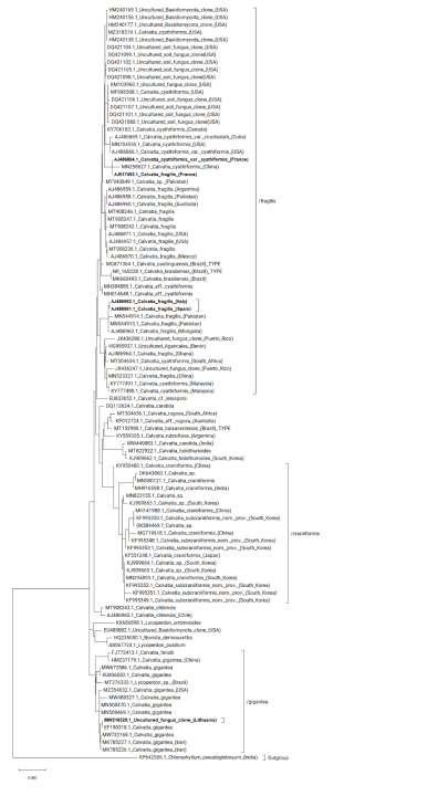 Arbre phylogénétique du genre Calvatia.