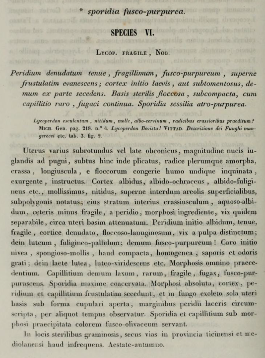 Vittadini C. 1842. Monographia Lycoperdineorum. Memorie della Reale accademia delle scienze di Torino, serie seconda 5: 145-237.