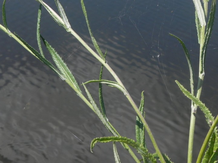 DSCN9814.JPG