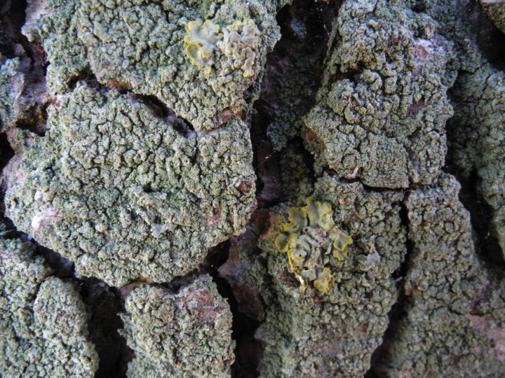 Xanthoria parietina