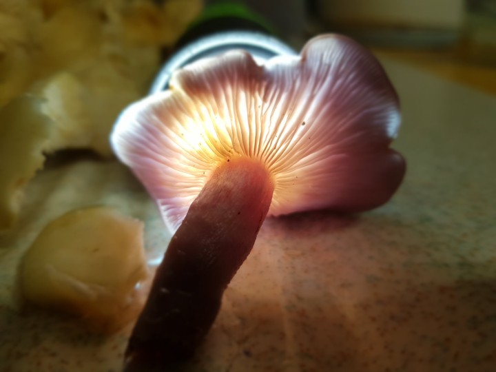 20201201_184945.jpg