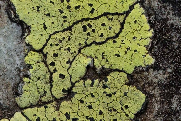 Lichen 2.jpg