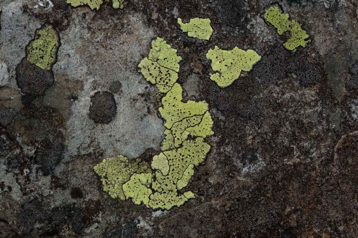 Lichen.jpg