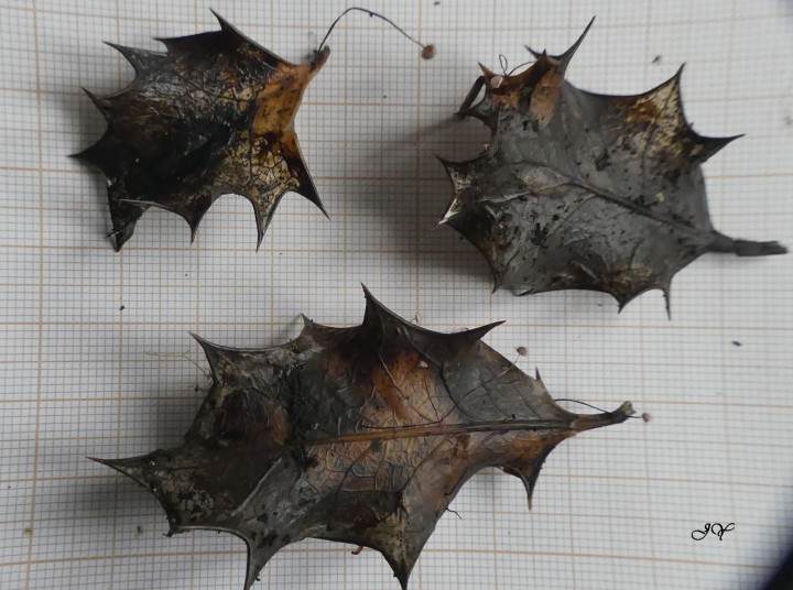 Marasmius hudsonii.22.12.2021. (2).jpg