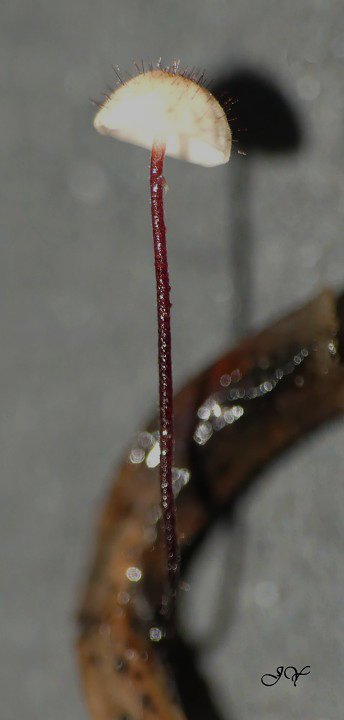 Marasmius sur feuille de houx ou  lierre  LE 27.10.2020 (6).jpg