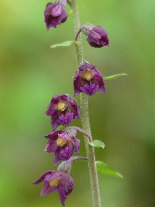 Orchidaceae_Epipactis-atrorubens_Vercors-Engins_2021-06-27_002_DR.JPG