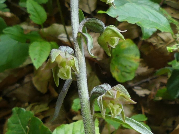 Orchidaceae_Epipactis-microphylla_Vercors-Engins_2021-06-27_002_DR.JPG
