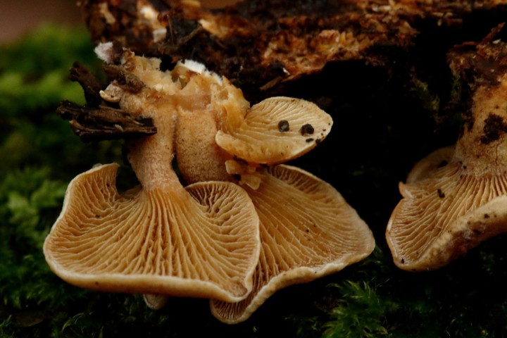 4X6A9962-1.JPG