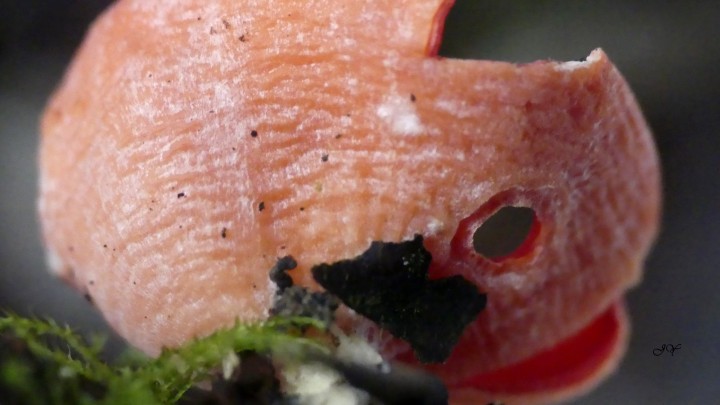 Copie de _1750851.jpg