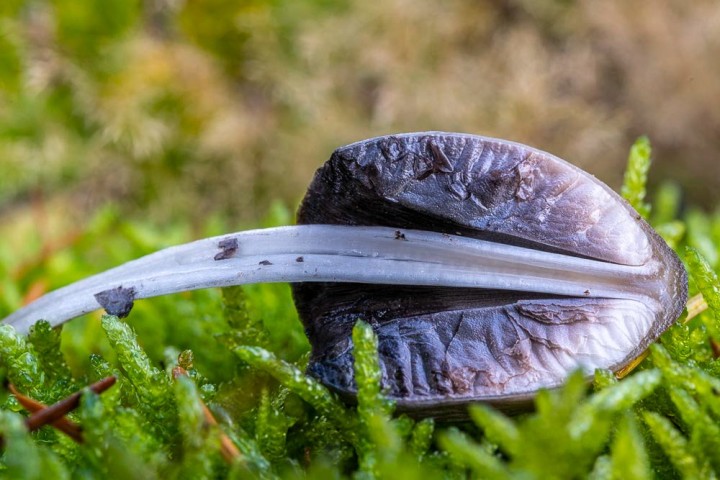 _DSC1782.jpg