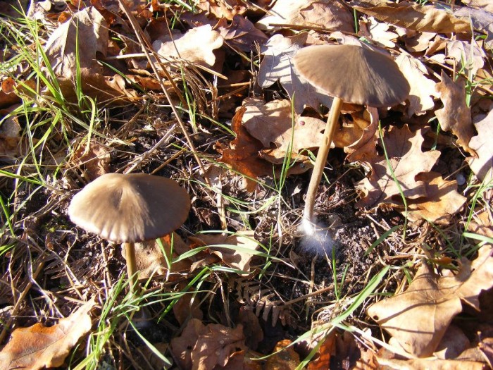 2008_1006essai0001.JPG