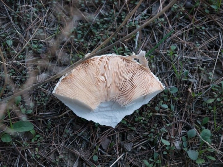 large4.jpg