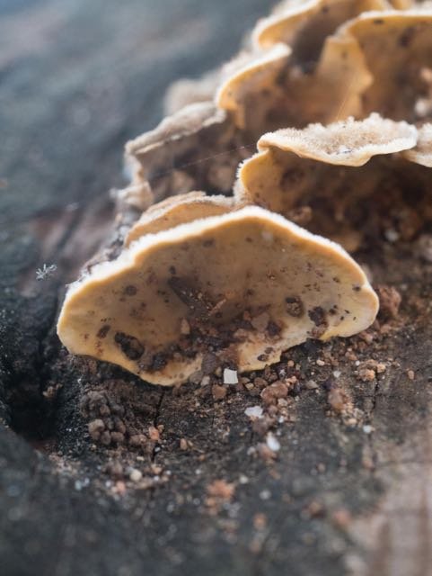 champignons 2.jpg