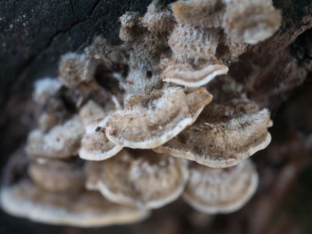 champignons.jpg