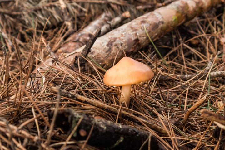 champignon.jpg