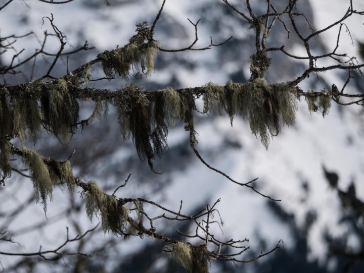 lichen.jpg