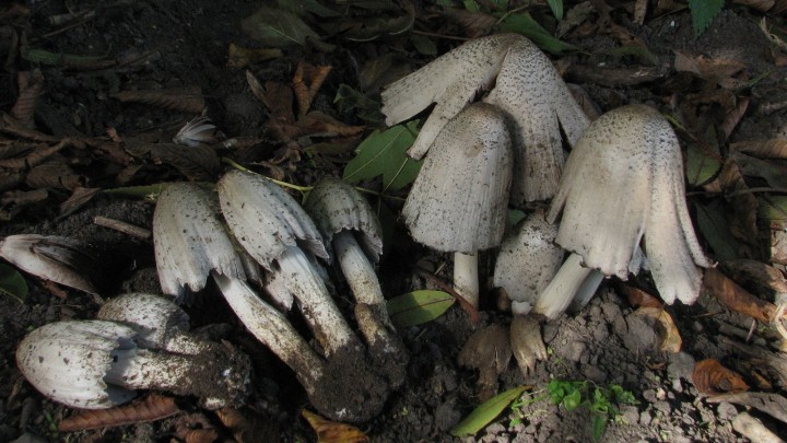 coprinopsis atramentaria.jpg