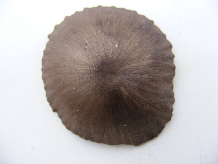 2008_1007essai0003.JPG