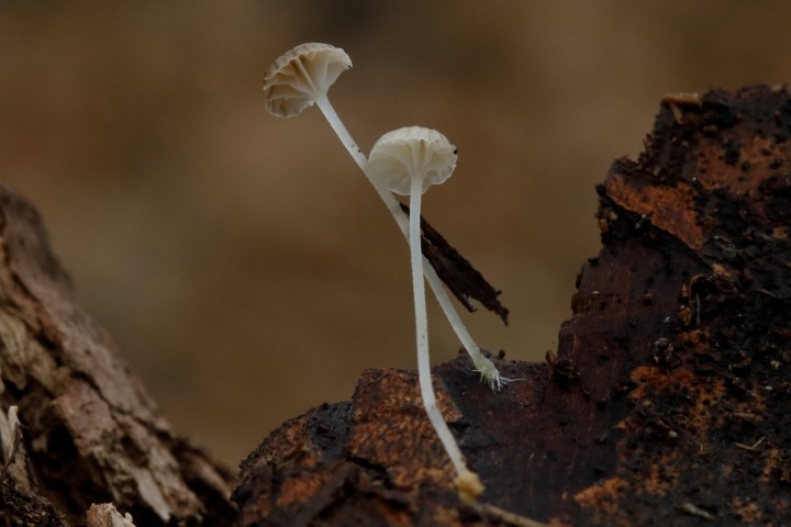 4X6A0054-1.JPG