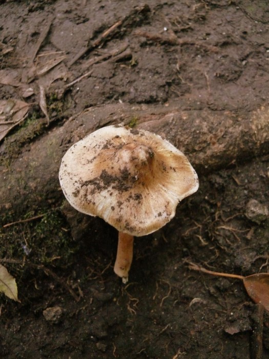 insecte 030.JPG