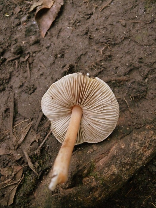 insecte 031.JPG