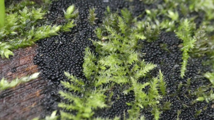 MYXOMYCETES sur souche de saule. 9.1.2022..jpg