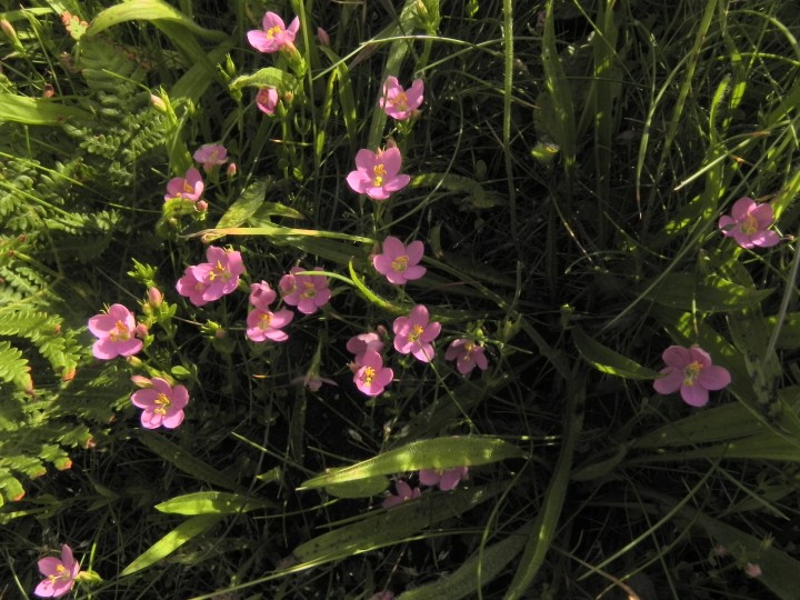 DSCN4667.JPG