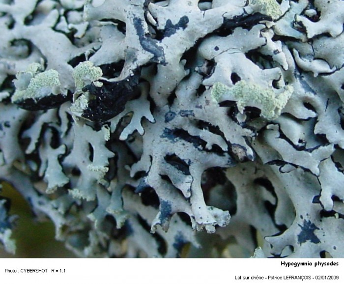 hypogymnia_physodes.jpg