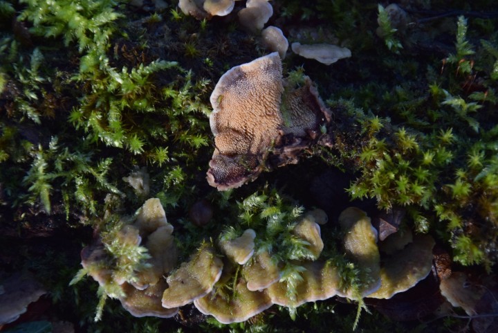 DSC_0619.jpg